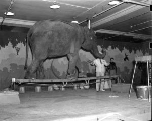 Photograph of a circus elephant walking across a small plank of wood, taken in 1938. 