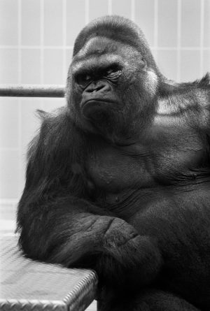 Samson the gorilla leans on his elbow in his enclosure at the Milwaukee County Zoo in 1970. 