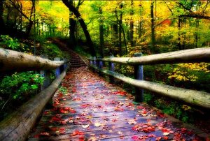 Fall colors surround a path through a wooded area of Grant Park in 2009.